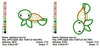 Sea Turtle Applique Machine Embroidery Design - Embroidery Designs By AVI