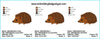 Hedgehog Machine Embroidery Design Charts